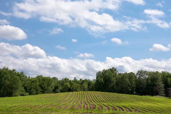 新鮮な作物行雲、青い空とコピー領域につながる ストック画像