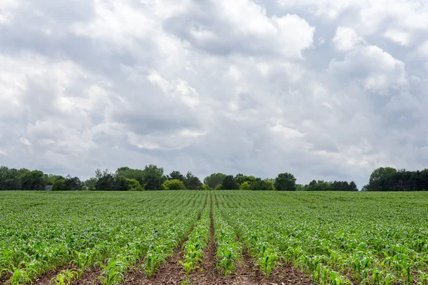 植えたてのトウモロコシの行は、劇的な空とコピー スペースにつながる ロイヤリティフリーのストック画像