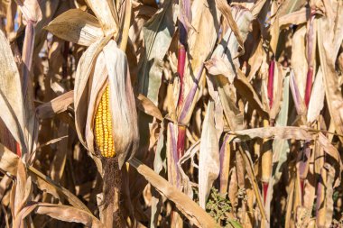 Sonbahar Mısır sarkık kulak