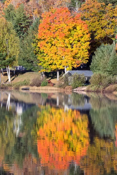 明るい木の穏やかな湖に反映 — ストック写真