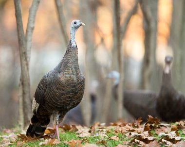 Wild Turkey - erkek ormanda