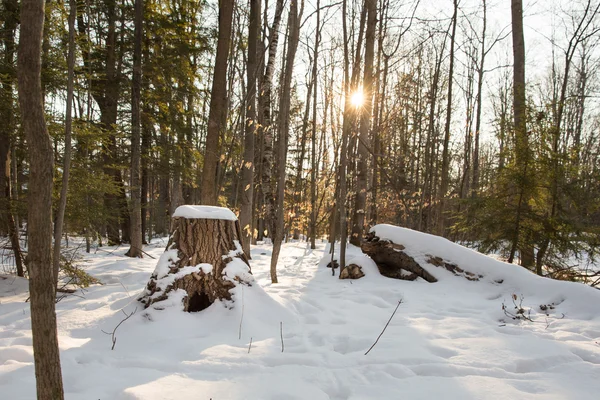 Сцена зимнего леса с пнем и солнечной вспышкой — стоковое фото