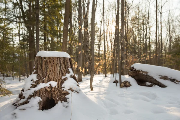 Scena della foresta invernale con ceppo in primo piano — Foto Stock