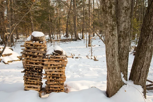 Firewood empilhado na floresta de inverno — Fotografia de Stock