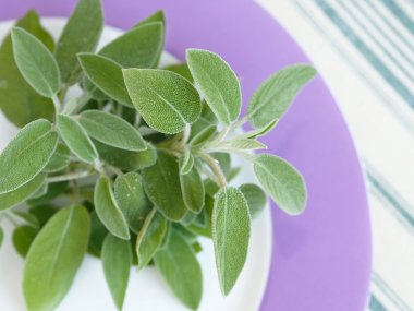 Taze adaçayı dalı