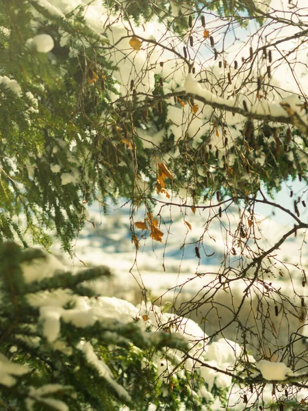 冬天的树枝被雪覆盖着 — 图库照片