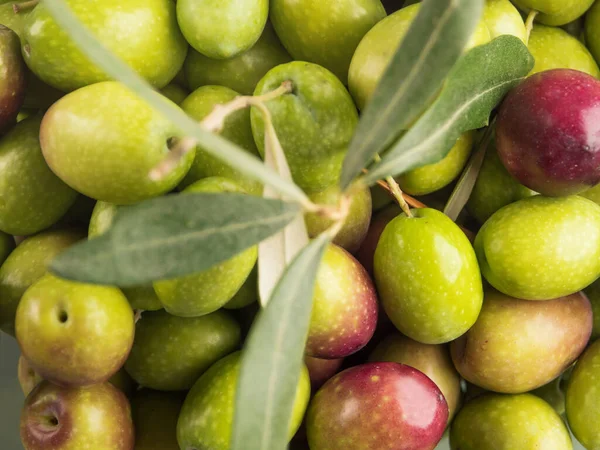 新鲜采摘的生青橄榄。食品背景 — 图库照片