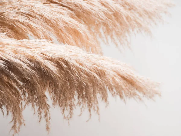 팜파스 풀로 뒤덮인 세련 된 식물학적 배경 — 스톡 사진