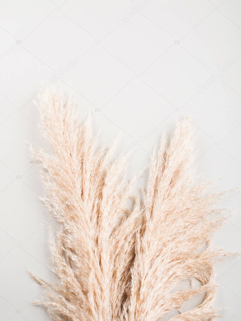 Trendy botanical background with pampas grass