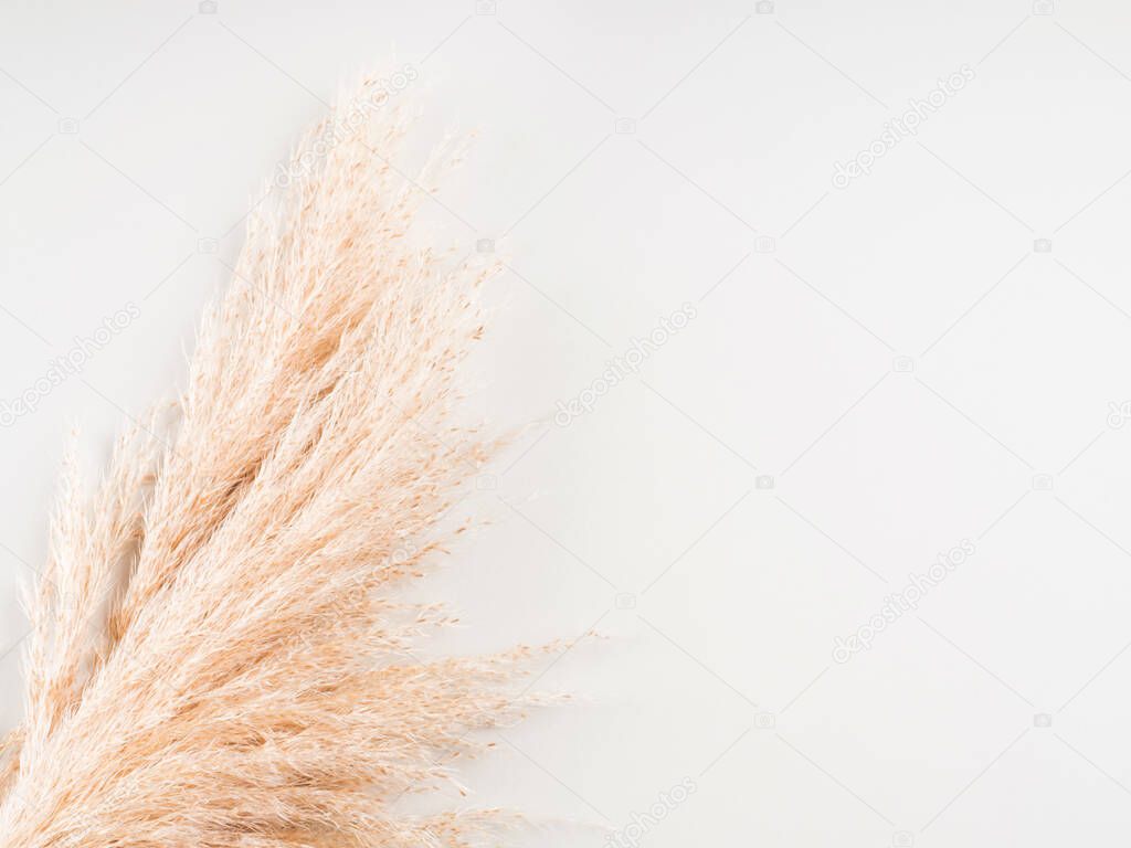 Trendy botanical background with pampas grass
