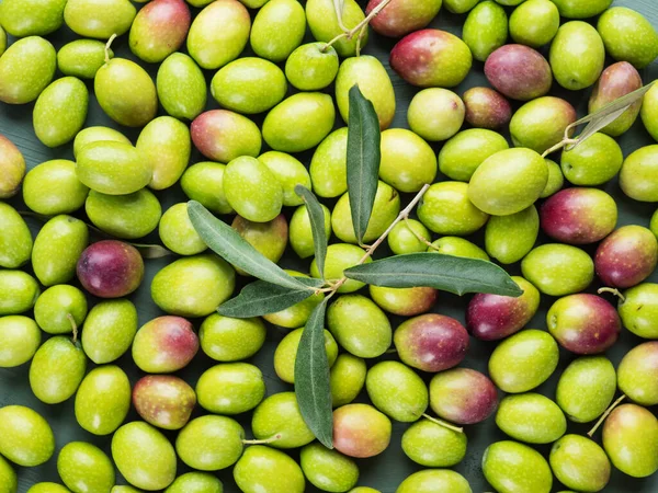 Vers geplukt rauwe groene olijven. Voedselachtergrond — Stockfoto