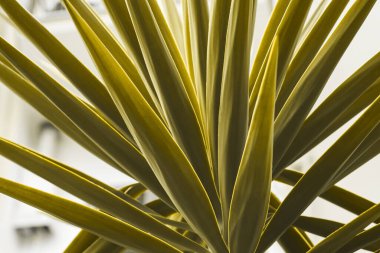 Aydınlatan sarı ve nihai gri palmiye ağaçları