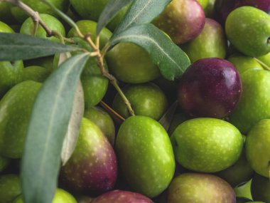 Taze toplanmış çiğ yeşil zeytin. Gıda arkaplanı