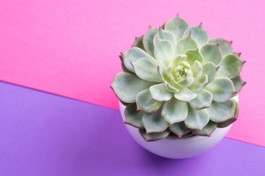 Bölünmüş mor ve pembe arka planda sulu bitki