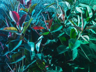 Lastik ağaçlı modaya uygun soyut botanik arkaplan