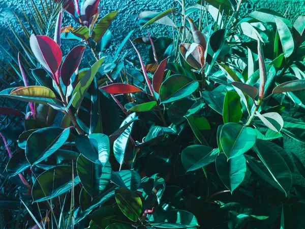 Lastik ağaçlı modaya uygun soyut botanik arkaplan