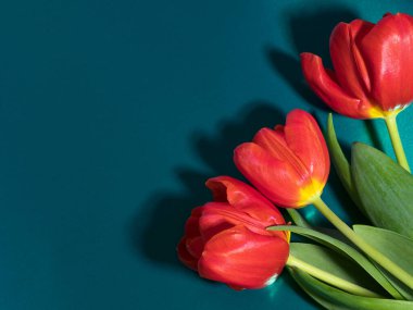 Yeşil metalik zemin üzerinde bahar kırmızısı laleler