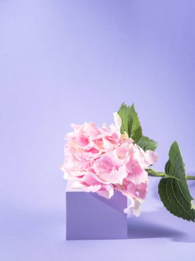 Mor arka planda pembe burunlu bahar çiçek podyumu sahnesi