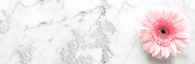 Açık pembe gerbera papatya çiçeği mermer masa zemininde. Boşluğu kopyala