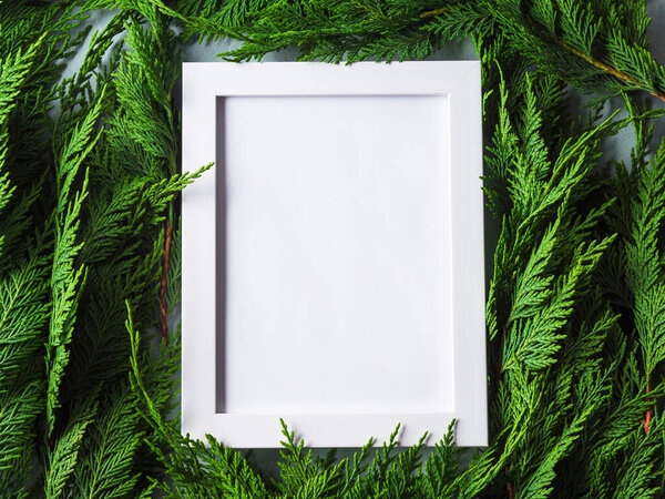 White empty picture frame for greetings on green conifer branches background. Christmas card