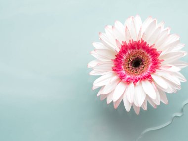 Suda beyaz gerbera papatya çiçeği