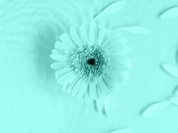 Aqua teal smuk gerbera daisy blomst på monokrom baggrund i vand med krusninger og kronblade Stock-billede