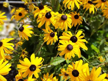 Rudbeckia hirta 'nın sarı çiçekleri portakal rengi coneflower veya siyah gözlü Susan.