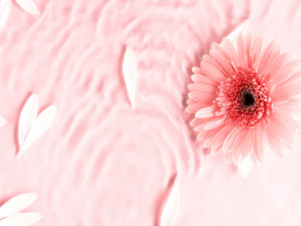 Rosa schöne Gerbera Gänseblümchen Blume auf monochromen Hintergrund im Wasser mit Wellen und Blütenblättern — Stockfoto