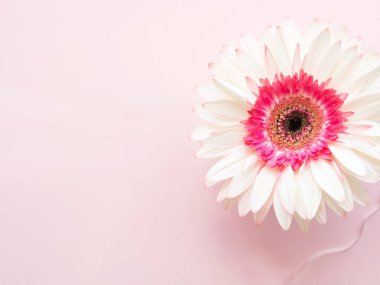 Suyun içinde pembe arka planda beyaz, güzel papatya çiçeği.