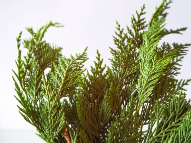 Açık arkaplanda yeşil thuja dalları var. Kozalaklı ağaç