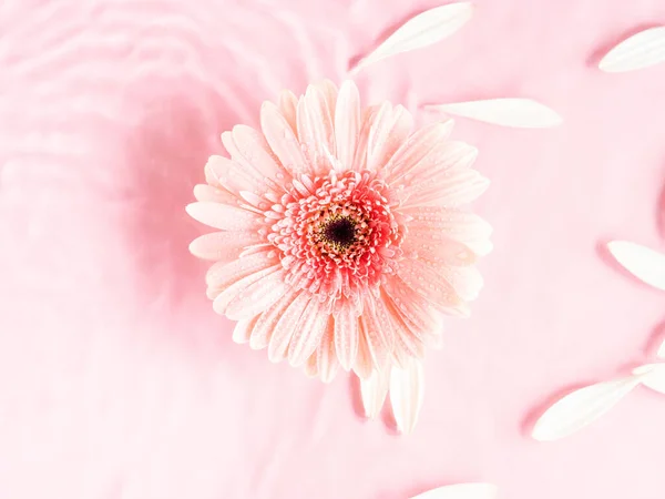 Rosa schöne Gerbera Gänseblümchen Blume auf monochromen Hintergrund im Wasser mit Wellen und Blütenblättern — Stockfoto