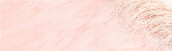 Pink pastel marble table background with trendy pampas grass, web banner — Φωτογραφία Αρχείου