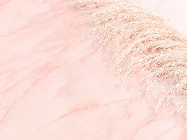 배경에는 현란 한 팜파스 풀이 깔려 있는 분홍빛 파스텔 대리석 테이블 — 스톡 사진