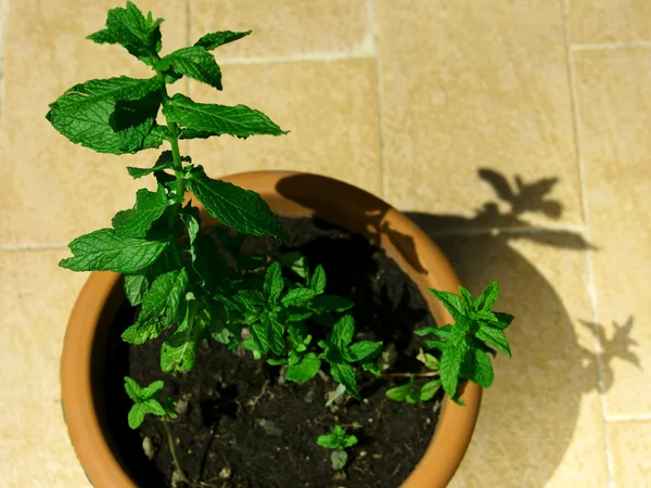 Cultivo de menta — Foto de Stock