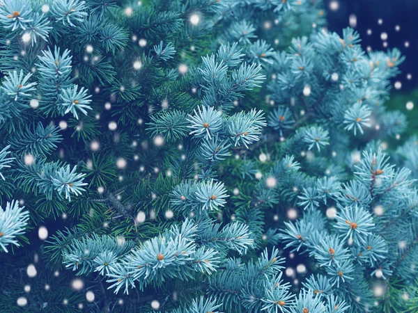 Winterzauber im Wald — Stockfoto