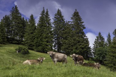Orman çayırda kaç inek.