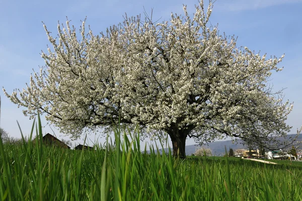 Yalnız ağaç çiçek yeşil bir alanda.
