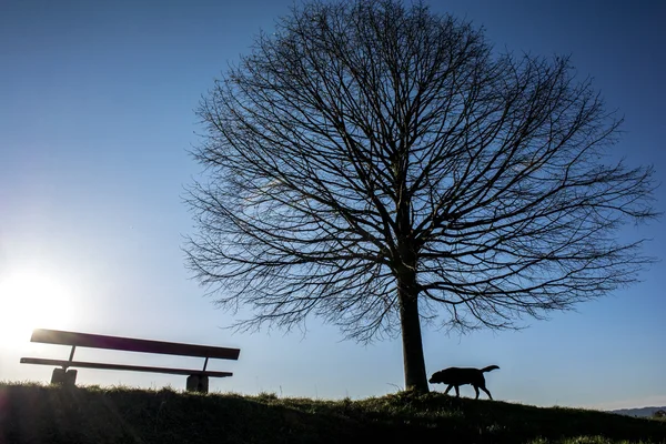 Bir ağaç, bir köpek ve bir Bank mavi gökyüzü önünde silüeti