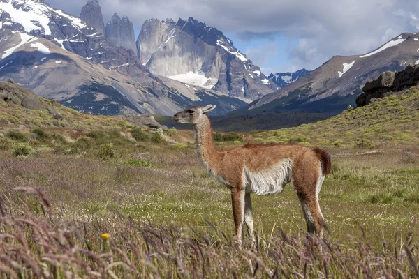 Guanaco Torres del Paine Ulusal Parkı, Patagonya, Şili.