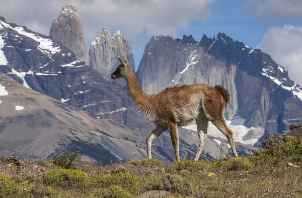 Çok Torres del Paine Millî Parkı, Şili