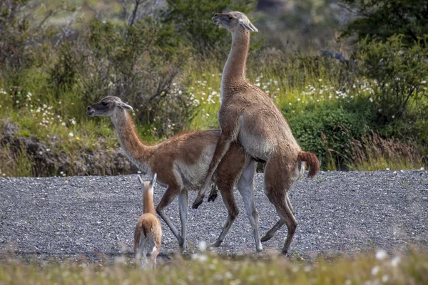 Seks çok lamas (Lama guanicoe).