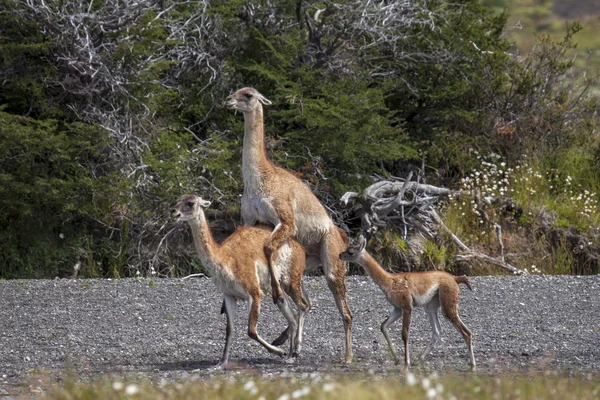 Seks çok lamas (Lama guanicoe).