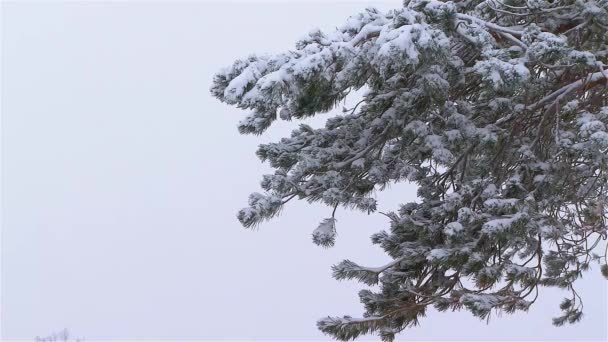 Pohled Borovici Sněhu — Stock video