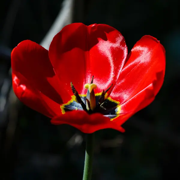 Close-up of red tulip — Stock Photo, Image