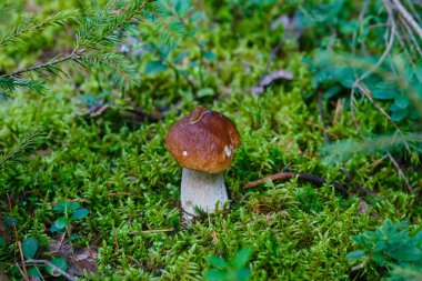 ormanda büyüyen cepe mantar