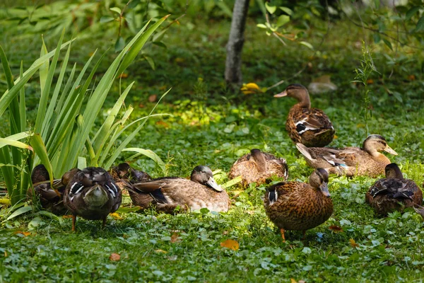 Patos acostados en una hierba —  Fotos de Stock