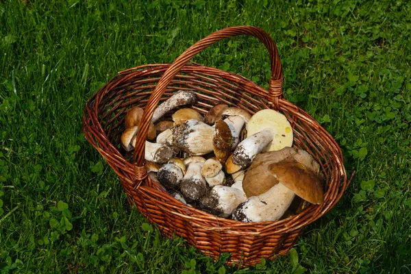 Cesta com os cogumelos reunidos — Fotografia de Stock