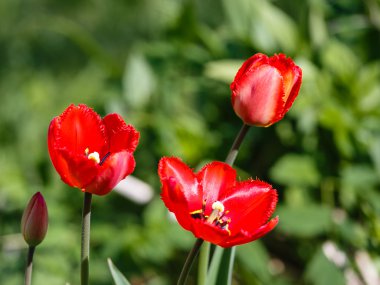 Çiçek kırmızı lale 