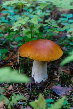 Ormanda büyüyen tek cepe mantar