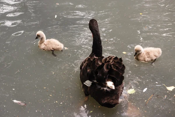 Familia de los cisnes —  Fotos de Stock